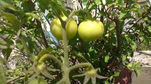 Cute Little Baby Tomatoes (like baby butts)